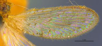 Media type: image;   Entomology 11921 Aspect: Wing front